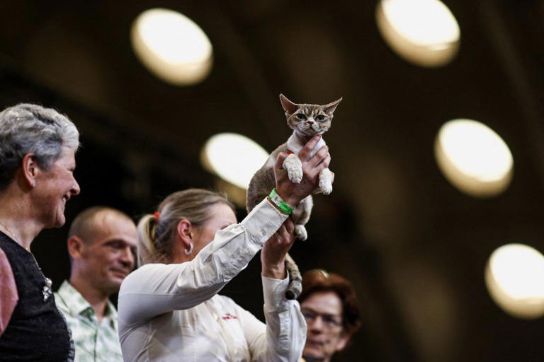 Un gato gana un trofeo durante la competencia anual de los gatos más bellos del mundo organizada por la federación nacional felina y bajo los auspicios de la federación internacional felina (fife) el 30 de octubre de 2022 en machelen, cerca de bruselas. (foto de kenzo tribouillard / afp)