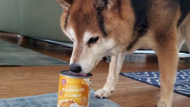 1668311534 comer calabazas enlatadas ayudo a salvar a su perro en