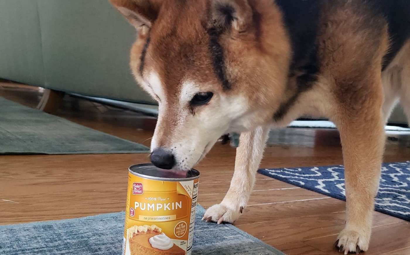 1668311534 Comer calabazas enlatadas ayudo a salvar a su perro en