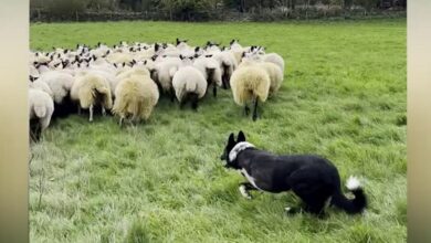 1668398171 el pastor aleman sigue pastoreando animales como un jefe a