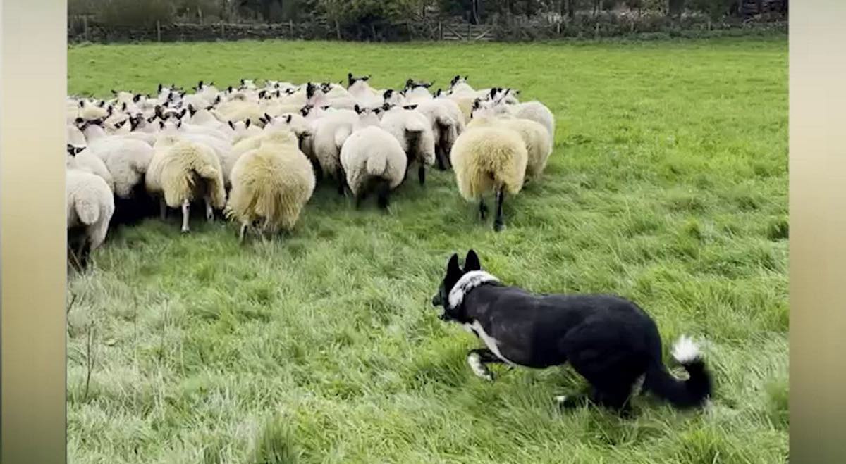 1668398171 El pastor aleman sigue pastoreando animales como un jefe a