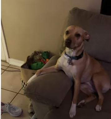 1668484639 781 cachorro se sorprende cuando recibe su propio pastel de cumpleanos