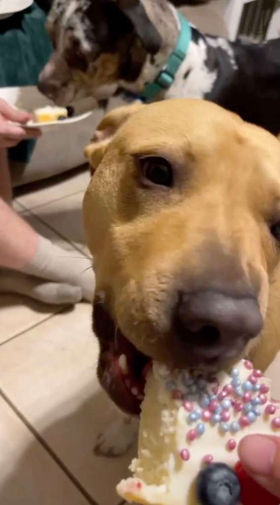 1668484639 909 cachorro se sorprende cuando recibe su propio pastel de cumpleanos