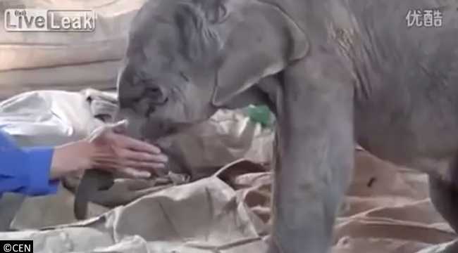 1668570186 149 un elefante bebe recien nacido es atacado y rechazado por