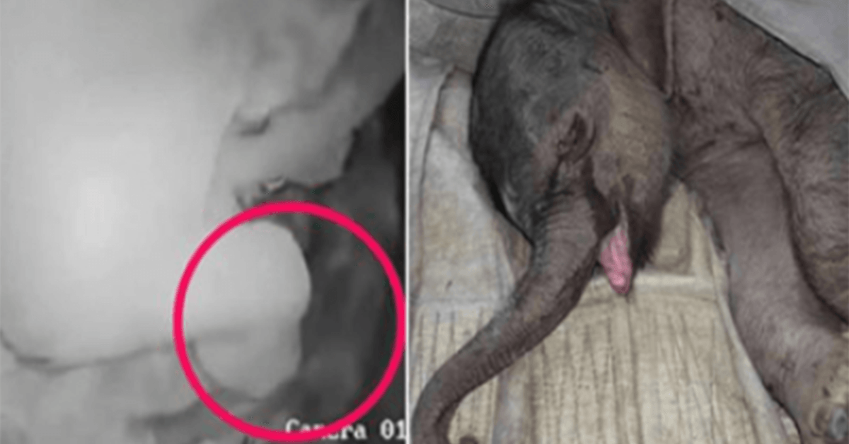 1668570189 Un elefante bebe recien nacido es atacado y rechazado por