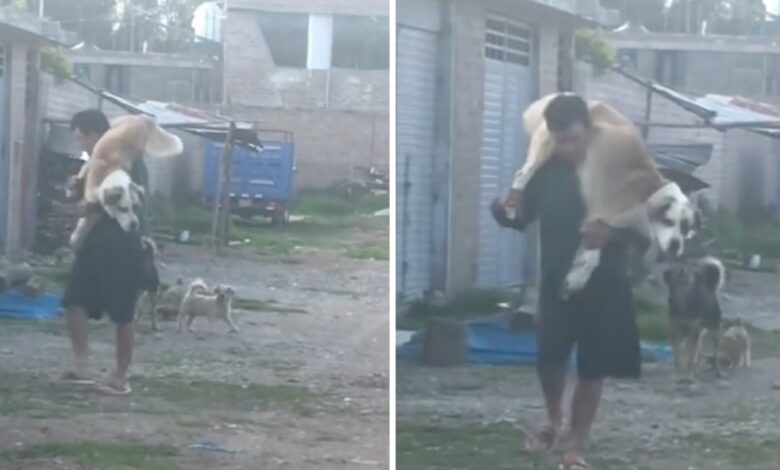 1668571112 el hombre cargo a su enorme perro a la espalda