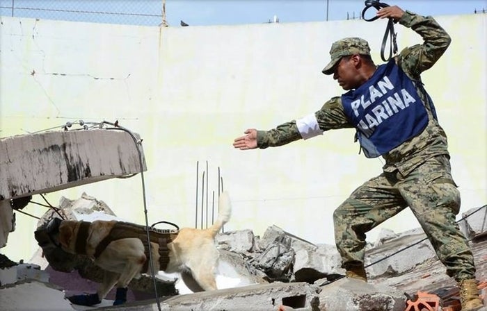 1668744026 679 frida la perrita rescatada de mexico ha muerto