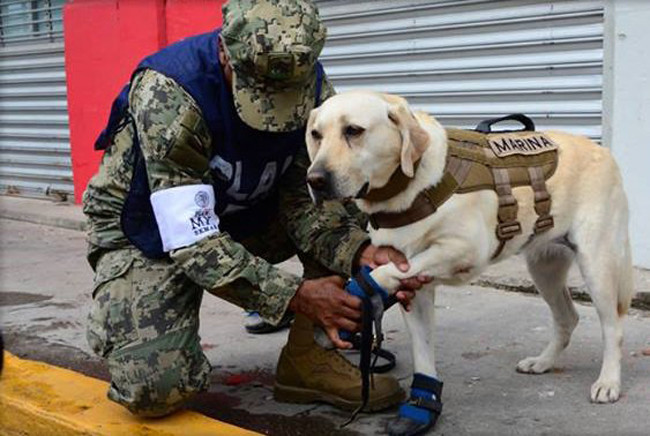 1668744026 768 frida la perrita rescatada de mexico ha muerto