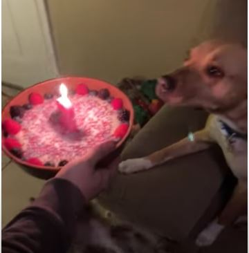 Cachorro se sorprende cuando recibe su propio pastel de cumpleanos