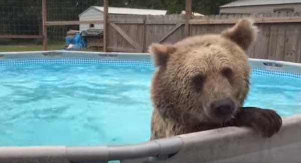 El vientre del oso grizzly cae directamente a la piscina