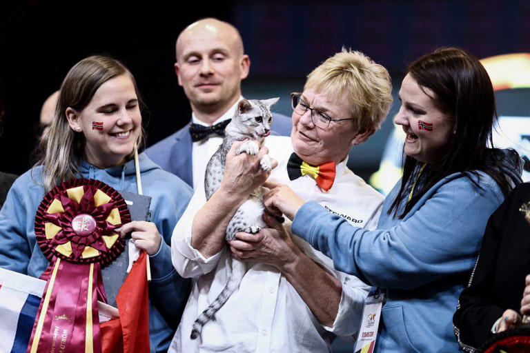 Fotos de los gatos ganadores del concurso Los mas bellos