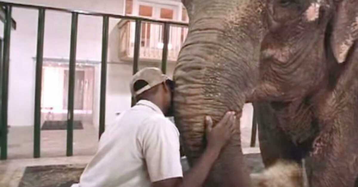 Guardian del zoologico libera a elefante despues de 22 anos