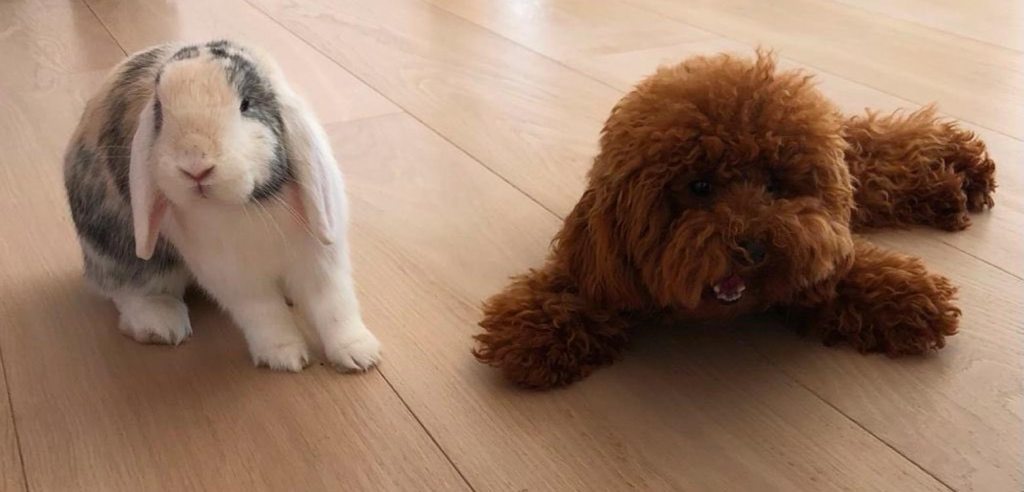 Las adorables mascotas de shakira que la acompanan en su