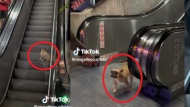 1669956394 cachorro se vuelve viral por jugar en las escaleras mecanicas