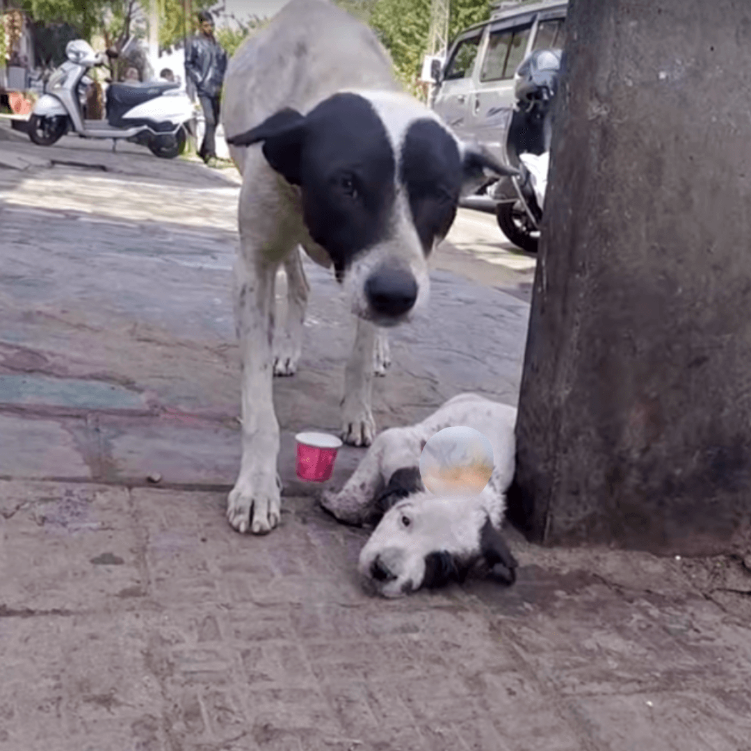 1670127355 671 mama saludo en voz alta a su perro que se