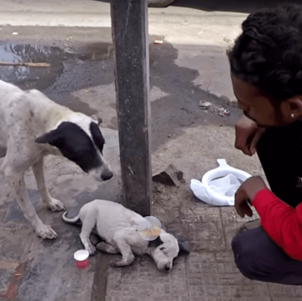 1670127356 36 mama saludo en voz alta a su perro que se