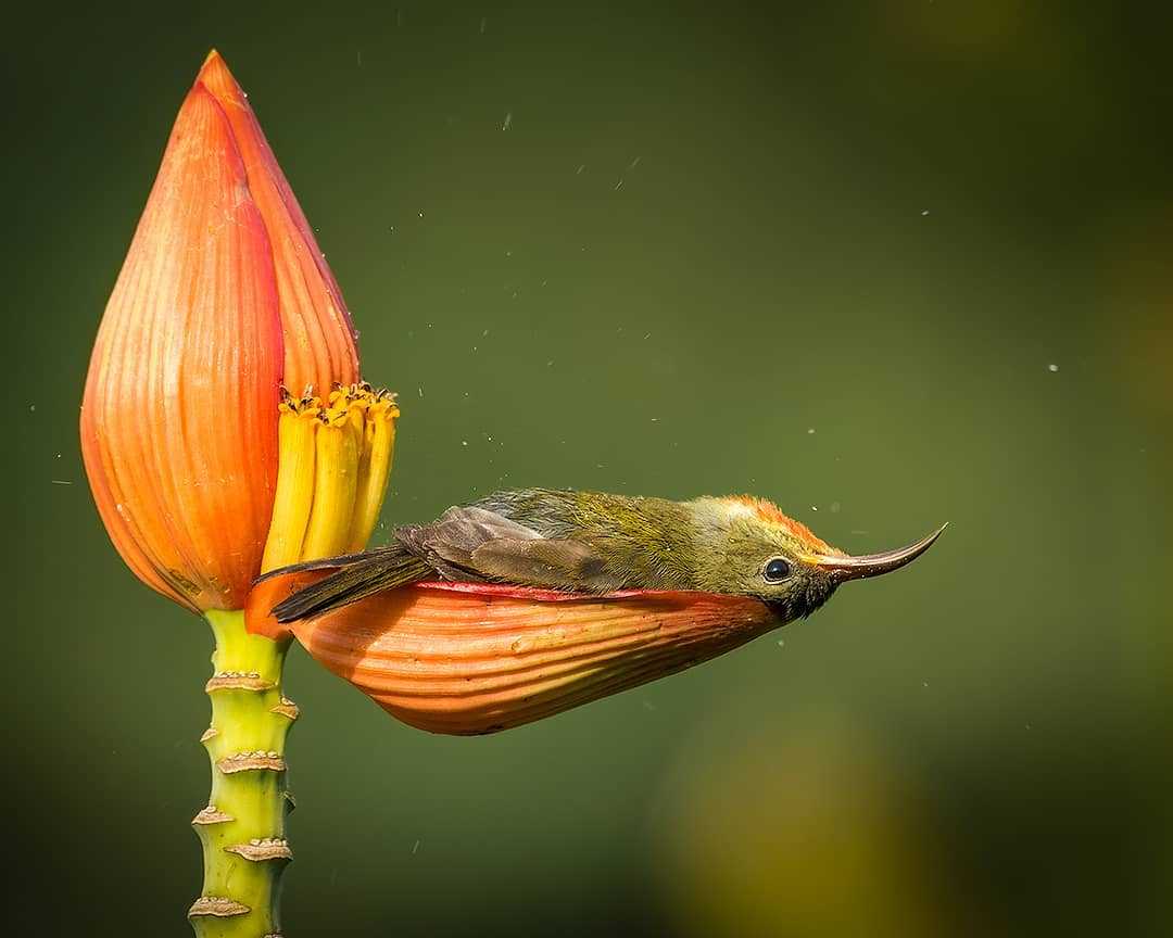 1670213809 943 el fotografo capta a un pequeno pajaro usando un petalo