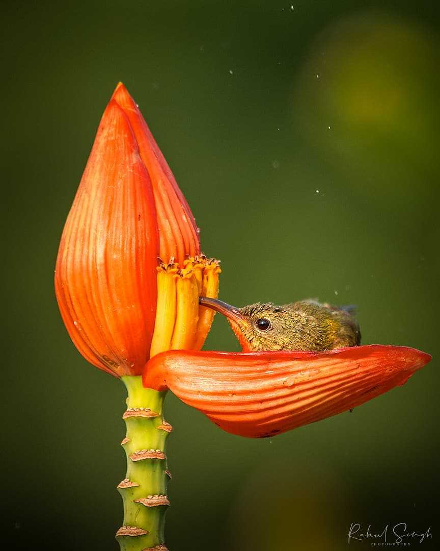 1670213810 236 el fotografo capta a un pequeno pajaro usando un petalo