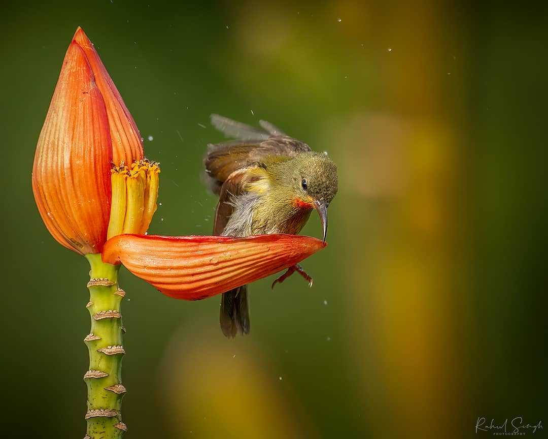 1670213811 247 el fotografo capta a un pequeno pajaro usando un petalo