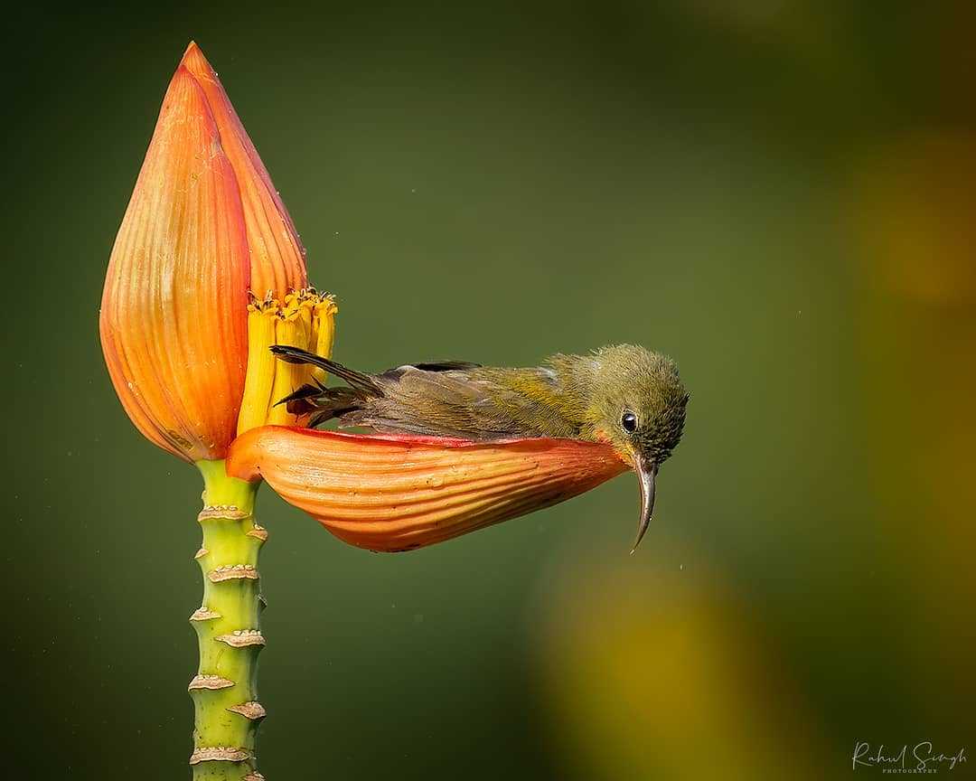 1670213812 998 el fotografo capta a un pequeno pajaro usando un petalo