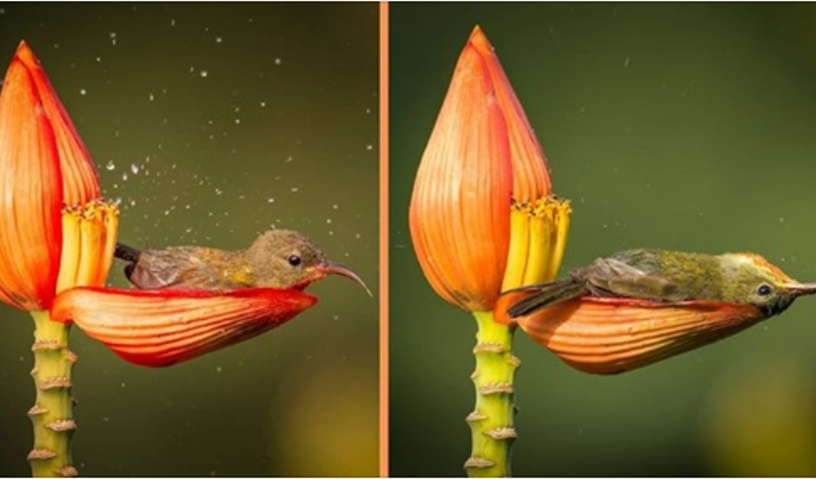 1670213814 el fotografo capta a un pequeno pajaro usando un petalo