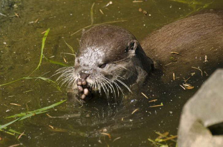 1670302429 923 17 fotos que demostrarian que los animales tambien rezan