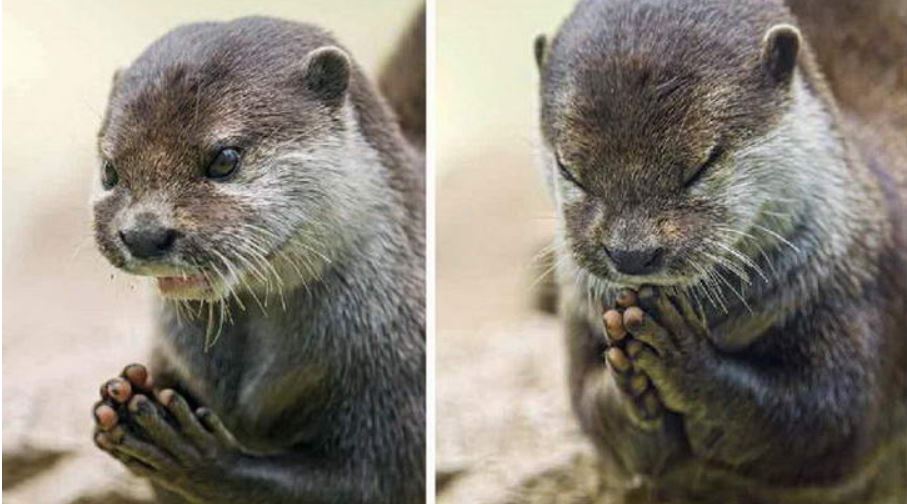 1670302431 17 fotos que demostrarian que los animales tambien rezan