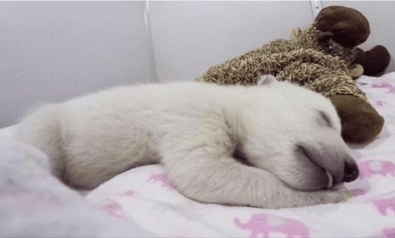1670559782 oso polar durmiendo con un animal de peluche hace ruidos