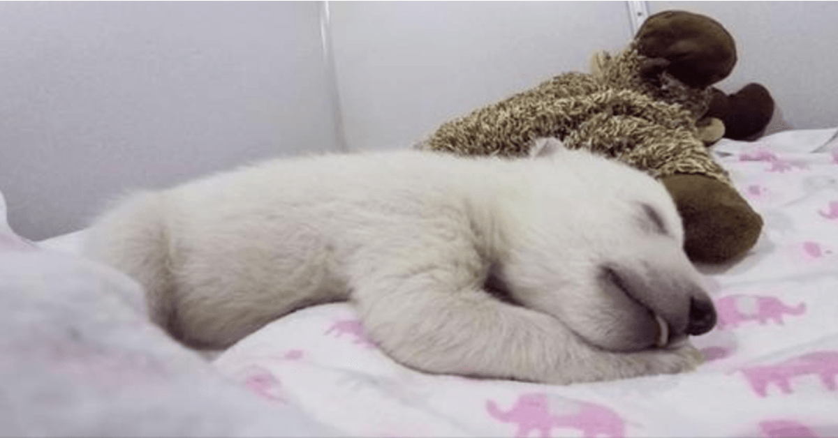 1670559782 Oso polar durmiendo con un animal de peluche hace ruidos