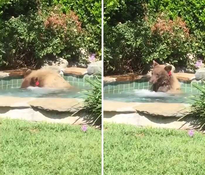 1670906625 709 el hombre encuentra al oso sentado en el jacuzzi bebiendo