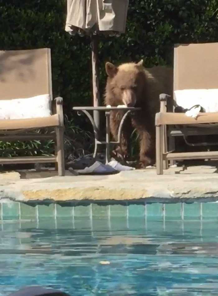 1670906628 360 el hombre encuentra al oso sentado en el jacuzzi bebiendo