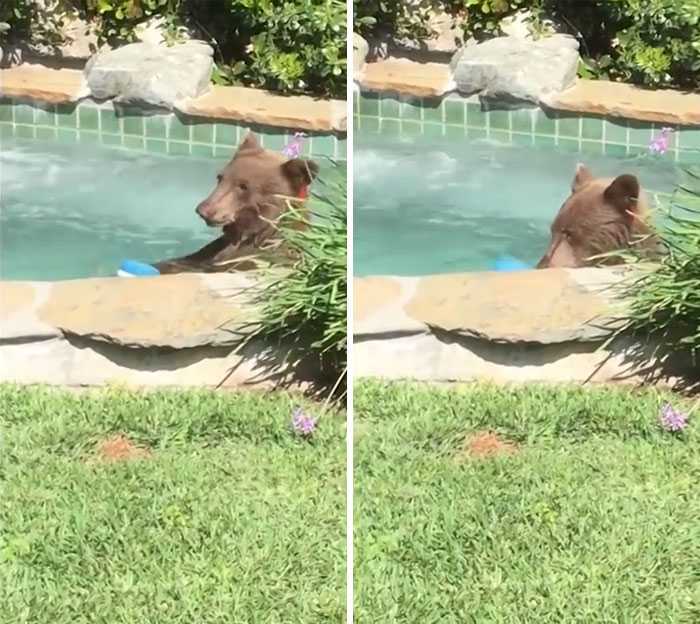 1670906629 532 el hombre encuentra al oso sentado en el jacuzzi bebiendo