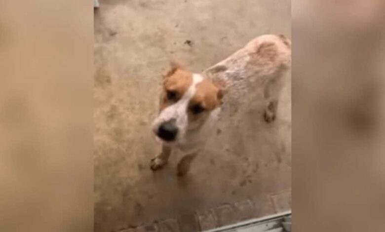 1670993189 el tipo trajo a casa un perro callejero por la