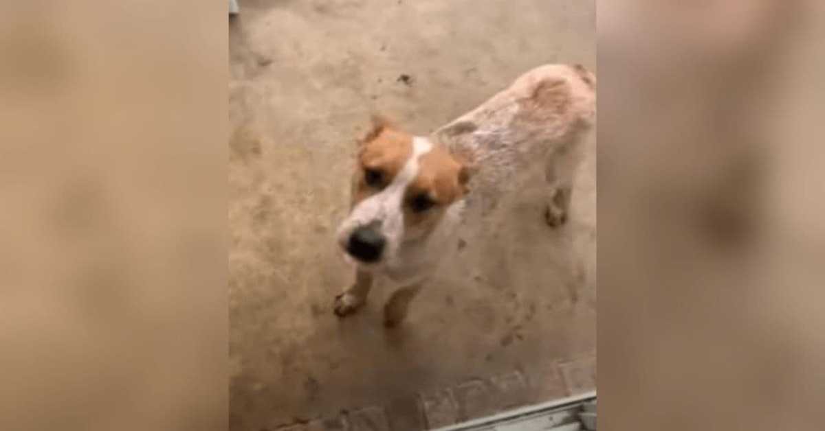 1670993189 El tipo trajo a casa un perro callejero por la