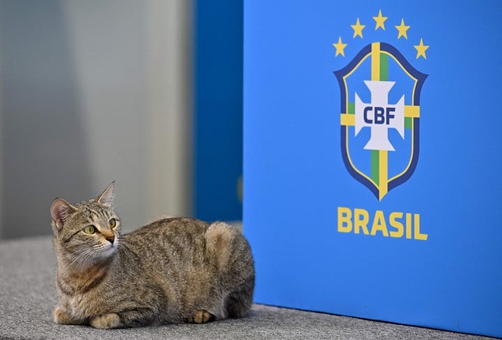 1670995542 217 por tirar un gato la seleccion brasilena recibio una demanda