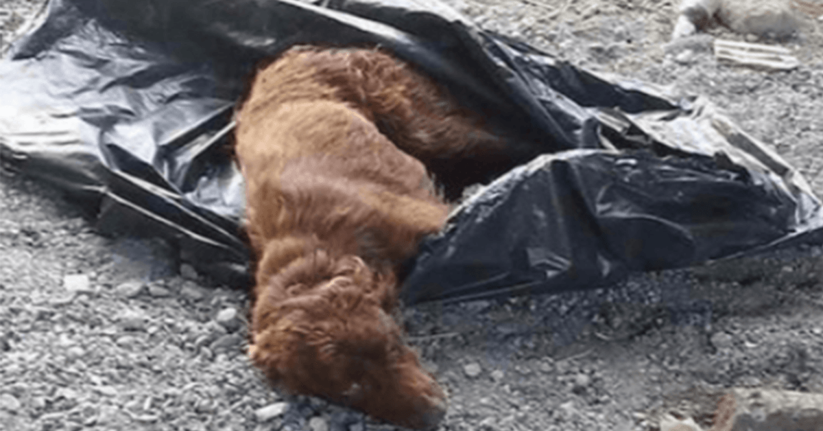 1671252961 Perro atado en una bolsa de basura y abandonado por