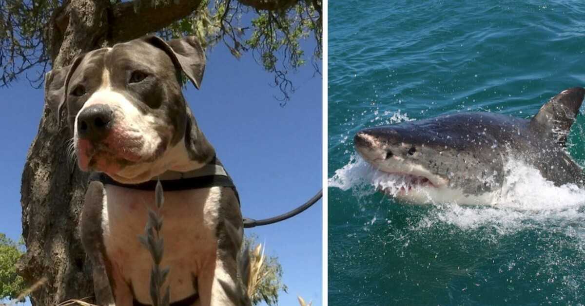 1671425870 Pitbull lucha contra un tiburon de 6 pies para salvar