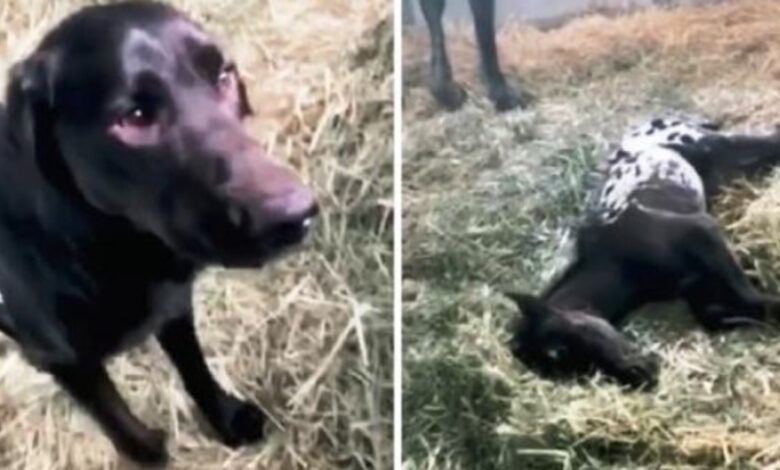 1671598934 perro corre para saludar a su potro recien nacido pero