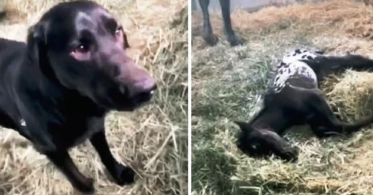 1671598934 Perro corre para saludar a su potro recien nacido pero