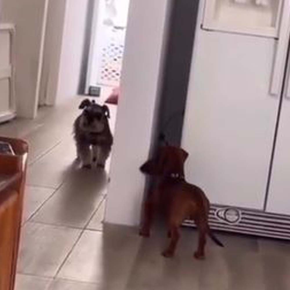 Dos perros transmiten suerte jugando al escondite