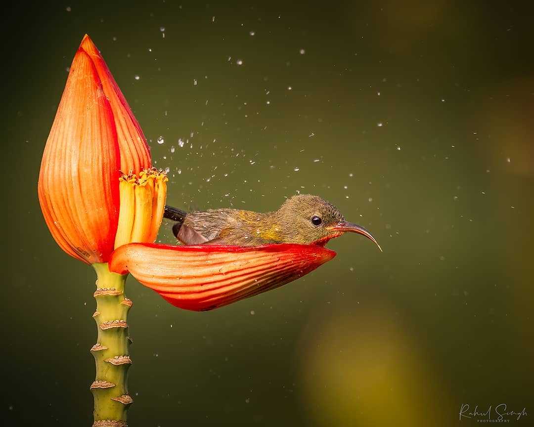 El fotografo capta a un pequeno pajaro usando un petalo