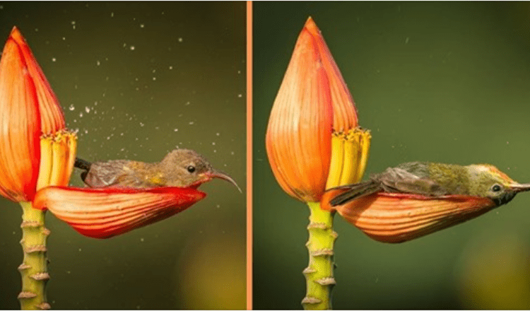 El fotografo capta a un pequeno pajaro usando un petalo