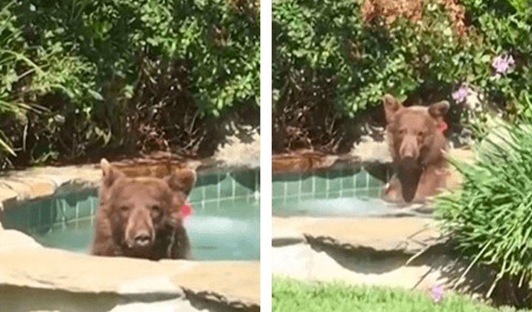 El hombre encuentra al oso sentado en el jacuzzi bebiendo