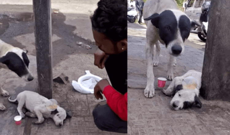 Mama saludo en voz alta a su perro que se