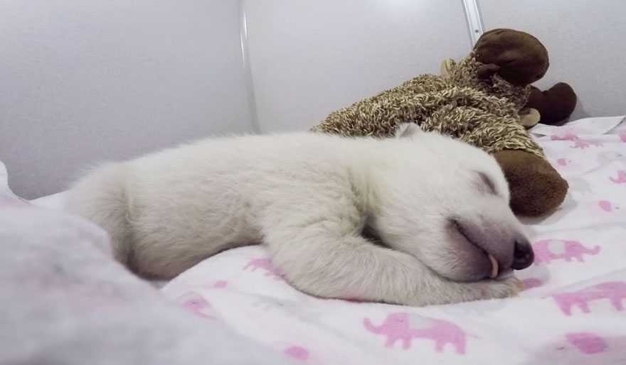 Oso polar durmiendo con un animal de peluche hace ruidos