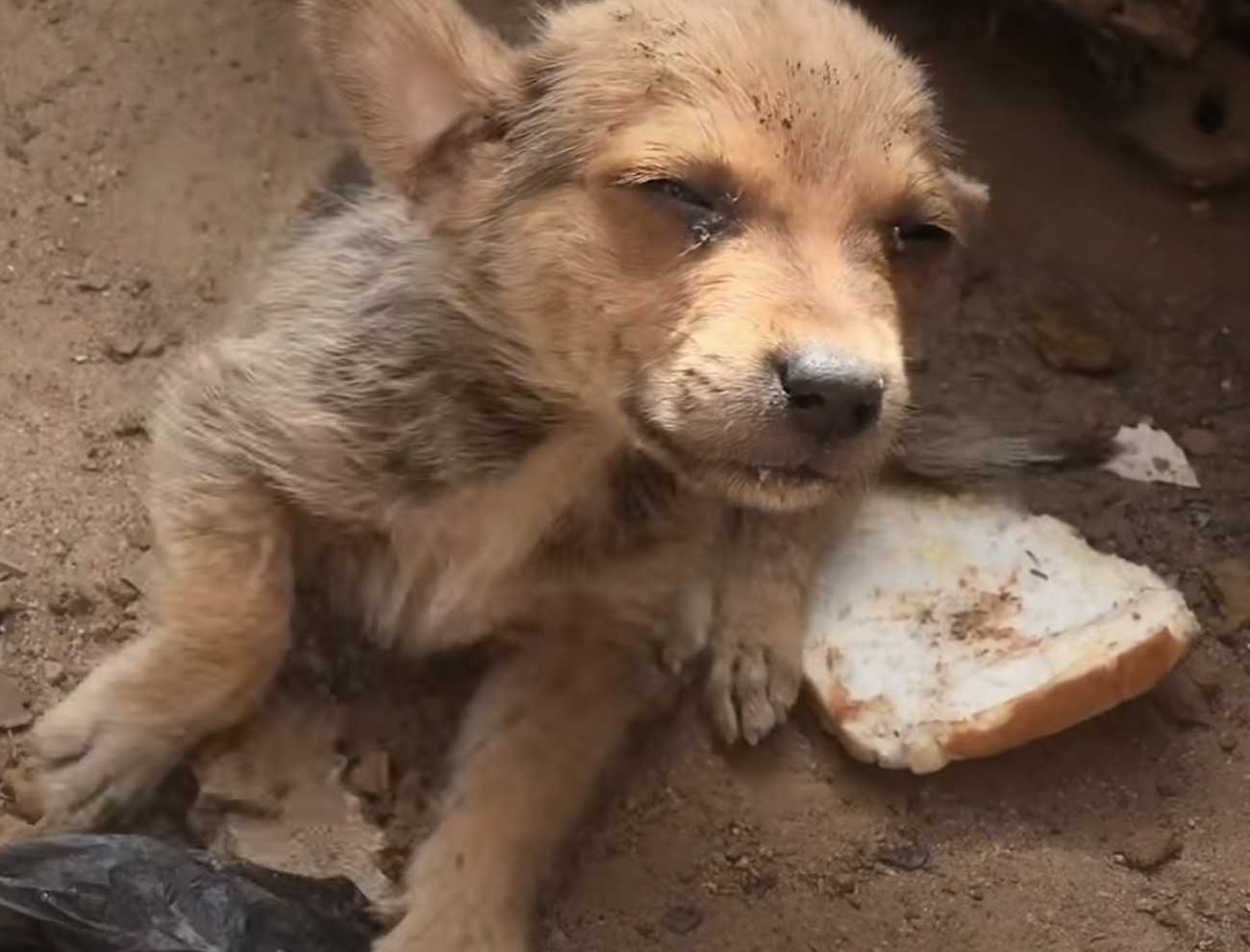 Perro olvidado cuyos hermanos fueron adoptados tratando de valerse por