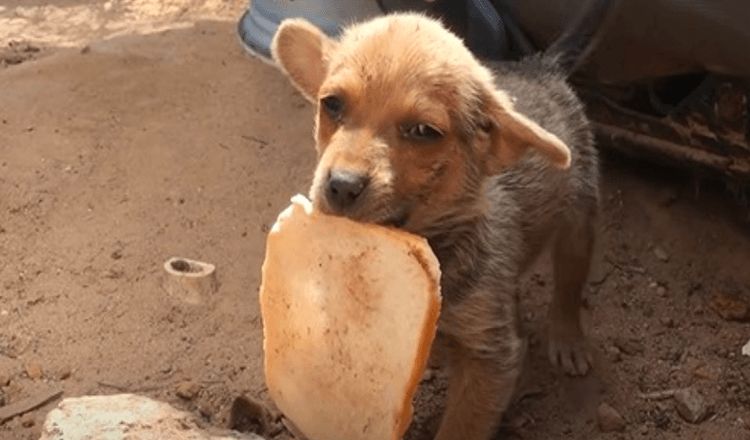 Perro olvidado cuyos hermanos fueron adoptados tratando de valerse por