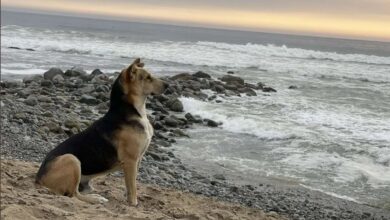 Vaguito el perro que espera junto al mar a su