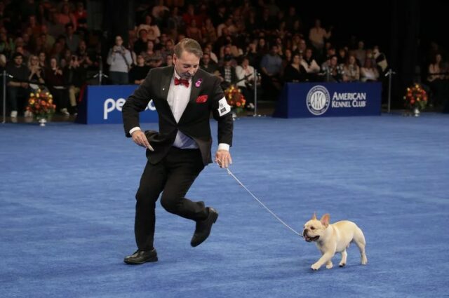 Winston el bulldog frances gano la exposicion canina nacional