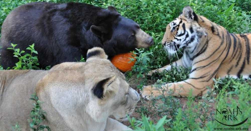 1672896248 945 el leon el tigre y el oso se hacen amigos